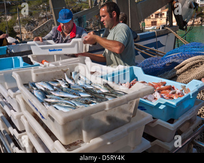 Maiorca pesca pesca pesca a mare con pescatori cernita imballaggio e scarico del loro pesce fresco catture al porto di pesca Cala Figuera Mallorca Spagna Foto Stock