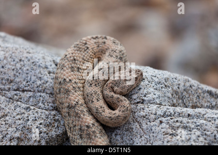 San Jose screziato Rattlesnake, Crotalus mitchellii mitchellii, Isla San Jose, Baja California Sur, Messico Foto Stock