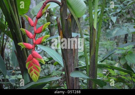 Heliconia piante che crescono nella foresta amazzonica vicino a Iquitos, Perù Foto Stock