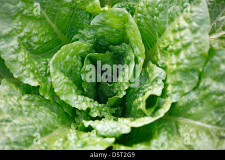 Lattuga fresca nel campo Foto Stock