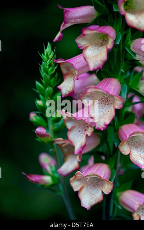 Foxglove rosa di illuminazione (digitalis) Foto Stock