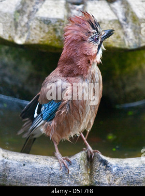 Eurasian Jay (Garrulus glandarius) bagnato dopo il bagno in bagno uccelli, REGNO UNITO Foto Stock