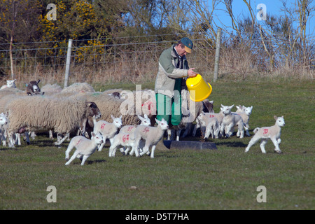 Agricoltore dando le pecore di un mangime complementare durante il tempo di figliatura Foto Stock