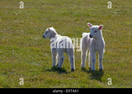 Due molle di agnelli in erba prato Foto Stock