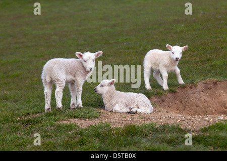 Tre Agnelli a molla in erba prato Foto Stock