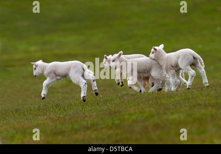 Gruppo di agnelli a molla in esecuzione in erba prato Foto Stock