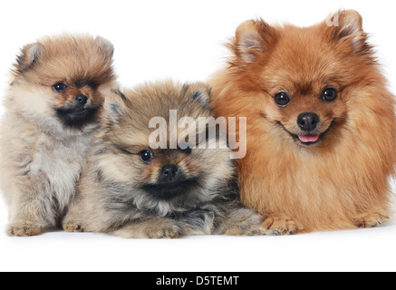 Cucciolo di Spitz isolati su sfondo bianco Foto Stock