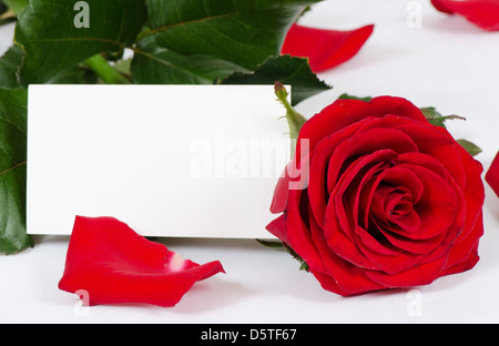 Le rose rosse isolato su sfondo bianco Foto Stock