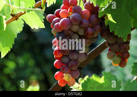 Rosso uva sulla vite. Foto Stock