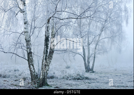 Gelo invernale di argento di betulle Foto Stock