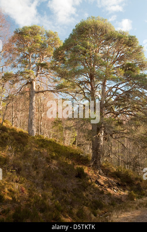 Pino silvestre alberi sul cane cade Foto Stock