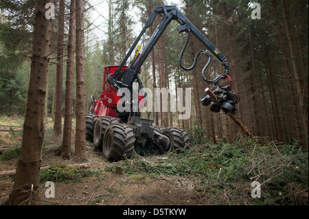 Una trincia semovente, una registrazione speciale vehichle per abbattimento delimbing e strappi alberi, tagli giù un abete durante il raccolto di legname dalla Stato della Sassonia Servizio Forestale nella foresta Unger quartiere vicino a Neustadt, Germania, 26 novembre 2012. Intorno a 1,5 ettari e 10 percento dell'area del distretto di foresta sarà assottigliata secondo piano. Quasi 80.000 metri cubi di legno con una val Foto Stock