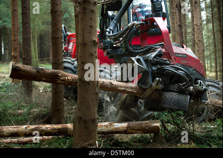 Una trincia semovente, una registrazione speciale vehichle per abbattimento delimbing e strappi alberi, tagli giù un abete durante il raccolto di legname dalla Stato della Sassonia Servizio Forestale nella foresta Unger quartiere vicino a Neustadt, Germania, 26 novembre 2012. Intorno a 1,5 ettari e 10 percento dell'area del distretto di foresta sarà assottigliata secondo piano. Quasi 80.000 metri cubi di legno con una val Foto Stock