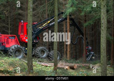 Una trincia semovente, una registrazione speciale vehichle per abbattimento delimbing e strappi alberi, tagli giù un abete durante il raccolto di legname dalla Stato della Sassonia Servizio Forestale nella foresta Unger quartiere vicino a Neustadt, Germania, 26 novembre 2012. Intorno a 1,5 ettari e 10 percento dell'area del distretto di foresta sarà assottigliata secondo piano. Quasi 80.000 metri cubi di legno con una val Foto Stock