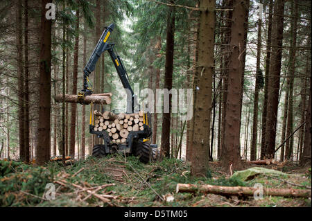 Una trincia semovente, una registrazione speciale vehichle per abbattimento delimbing e strappi alberi, tagli giù un abete durante il raccolto di legname dalla Stato della Sassonia Servizio Forestale nella foresta Unger quartiere vicino a Neustadt, Germania, 26 novembre 2012. Intorno a 1,5 ettari e 10 percento dell'area del distretto di foresta sarà assottigliata secondo piano. Quasi 80.000 metri cubi di legno con una val Foto Stock