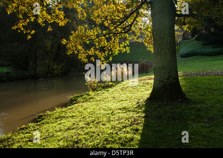 La retroilluminazione di foglie autunnali e matura quercia, accanto al fiume Cherwell nella motivazione di Rousham House, Oxfordshire, Inghilterra Foto Stock