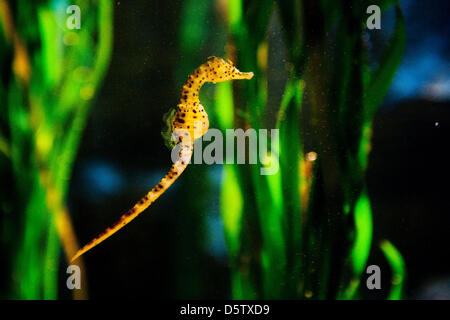 Un otto centimetri maschio lungo big-pancia cavalluccio marino (Hippocampus abdominalis) nuota in un acquario in mare la vita a Berlino, Germania, 27 settembre 2012. La Seahorse è nato il 23 novembre 2011 ed è stato unito con i suoi camerati il 27 settembre 2012. Foto: ROBERT SCHLESINGER Foto Stock