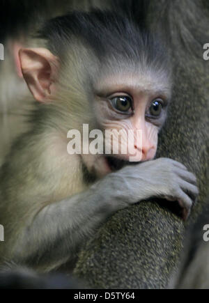 Baby Mandrill Aaron detiene a sua madre Sandra al tropical monkey casa del giardino zoologico di Berlino, Germania, 28 settembre 2012. Foto: OLE SPATA Foto Stock