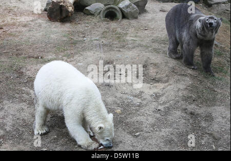 Rhenen, . Il 9 aprile 2013. Brownie l'orso polare (R). Ouwehand Zoo nella città olandese Rhenen è dal martedì 9-4-2013 il proprietario della maggior parte "bruno" ice orsi nel mondo. Perché gli animali simili a rotolare sopra nella neve - e probabilmente non esiste la caduta di neve in almeno sei mesi- i caregivers si avvicinò con una alternativa: dark potting compost. Il Rhenen zoo è quindi probabilmente un mondo primeur. Il suolo sciolto è utile anche per combattere il fastidioso prurito di un cappotto moulting. Foto: VidiPhoto dpa - Alamy Live News Foto Stock