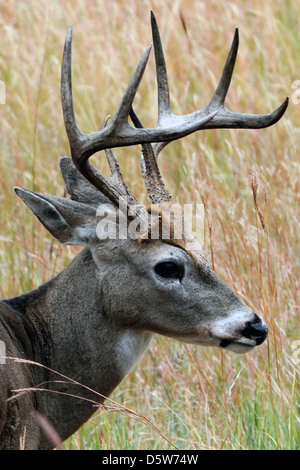 White-tailed deer,Virginia deer,culbianco,medie deer nativa per Stati Uniti, cervi,corna corna,Odocoileus virginianus, Foto Stock