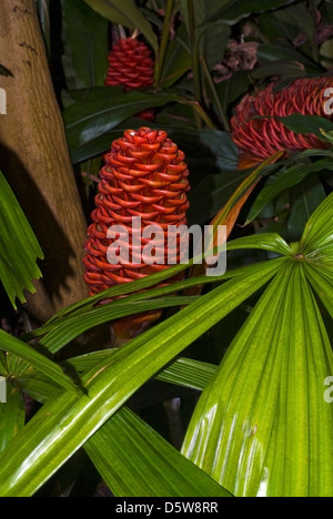 Exotic Tropical fiori,Bee Hive Zenzero, 'Spectabile' Zingiber spectabile Foto Stock