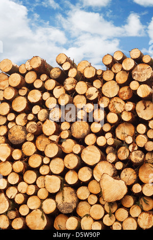 Woodpile di taglio fresco legname accatastati sul retro di un carrello per l'industria del legno Foto Stock