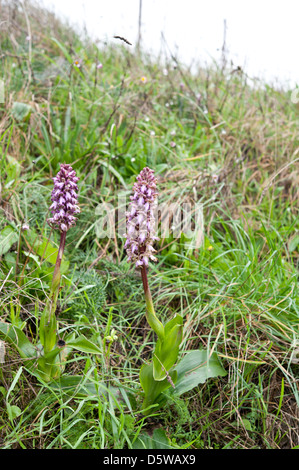 Himantoglossum robertianum, il Gigante Orchid, che cresce su una strada in Andalusia, sud della Spagna. Febbraio. Foto Stock