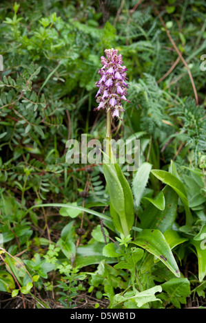 Himantoglossum robertianum, il Gigante Orchid, che cresce su una strada in Andalusia, sud della Spagna. Febbraio. Foto Stock