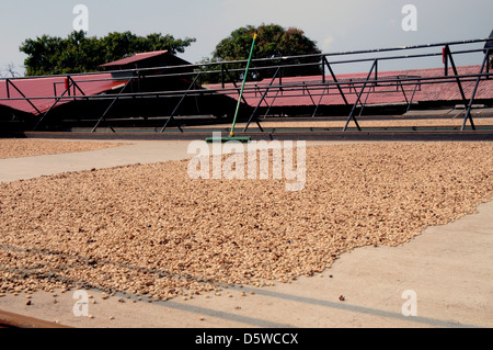 I chicchi di caffè di essiccazione al sole delle Hawaii a Greenwell le aziende agricole della zona di Kona Big Island delle Hawaii. Foto Stock