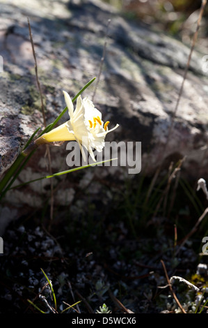 Narcissus hedraeanthus ssp. luteolentus, crescendo nella sierras di Andalusia, Spagna meridionale. Febbraio. Foto Stock