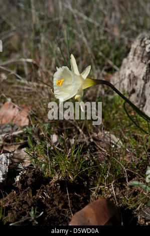 Narcissus hedraeanthus ssp. luteolentus, crescendo nella sierras di Andalusia, Spagna meridionale. Febbraio. Foto Stock