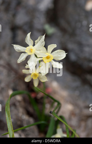 Narcissus x christopherii, cresce su rocce ripide nella sierras di Andalusia, Spagna meridionale. Febbraio. Foto Stock