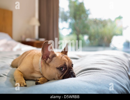 La posa del cane sul letto Foto Stock
