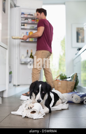 La masticazione del cane fino la carta igienica in cucina Foto Stock