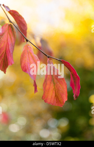 Colore di autunno - il Persiano Ironwood tree Foto Stock