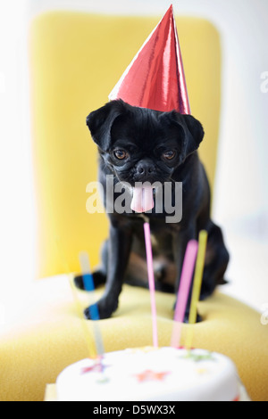 Cane in party hat esaminando torta di compleanno Foto Stock