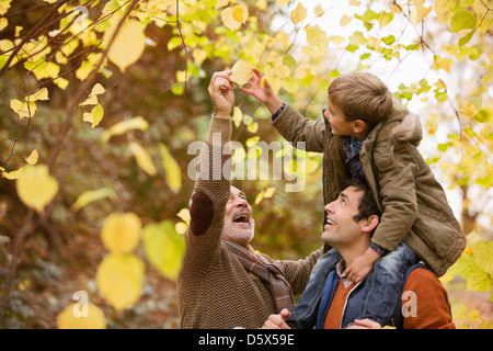 Tre generazioni di uomini ammirando le foglie Foto Stock