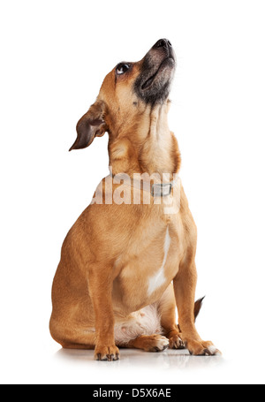 Russian toy terrier è un mini dog Foto Stock