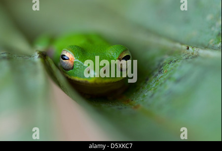 Lo scoiattolo Raganella (Hyla squirella) Hickey's Creek Park di mitigazione, Florida, Stati Uniti d'America. Foto Stock