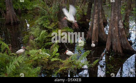 Americano bianco IBIS e grande airone bianco alimentazione nella palude, sei miglia Cypress Slough preservare, Fort Myers, Florida, Stati Uniti d'America. Foto Stock