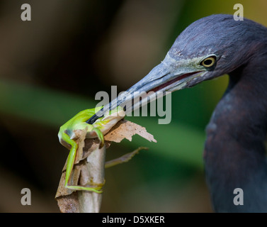 Piccolo airone cenerino (Egretta caerulea) alimentazione sul verde Raganella (Hyla cinerea), cavatappi palude Santuario Audubon, Florida, Stati Uniti d'America Foto Stock