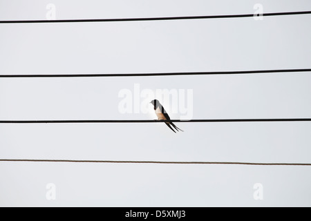 Bird su fili elettrici. Foto Stock