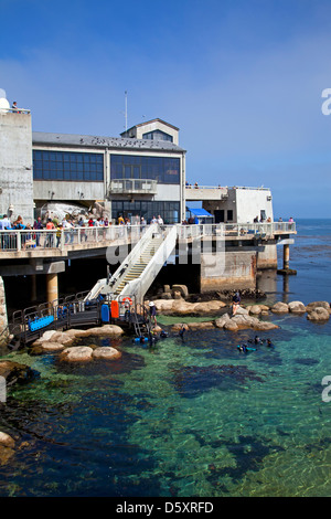 Il Monterey Bay Aquarium, Monterey, California, Stati Uniti d'America Foto Stock