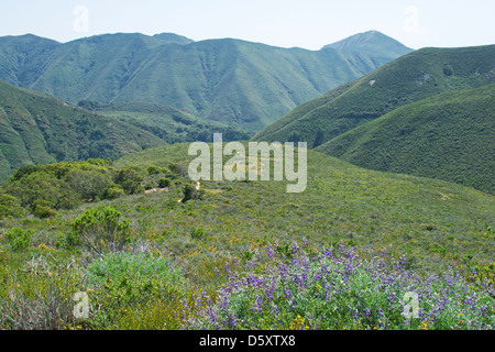 Montaña de Oro del Parco Statale di San Luis Obispo County, California, Stati Uniti d'America Foto Stock