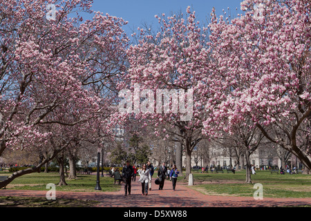 Piattino albero di magnolia in piena fioritura (x Magnolia soulangeana) della Magnoliacee Foto Stock