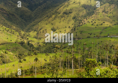 Vax palme di Cocora Valley, colombia Foto Stock