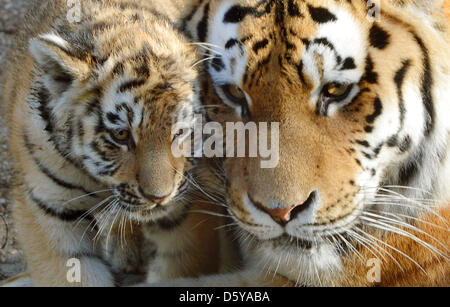 La tigre di Amur madre Bella (R) di coccole con uno della sua prole dentro il loro composto allo zoo di Lipsia, in Germania, il 20 ottobre 2012. Le due tigri maschi nati il 20 luglio e vagare attraverso il loro composto per circa un mese. Foto: Hendrik Schmidt Foto Stock