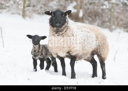 Nero-di fronte pecora e agnello in neve Foto Stock