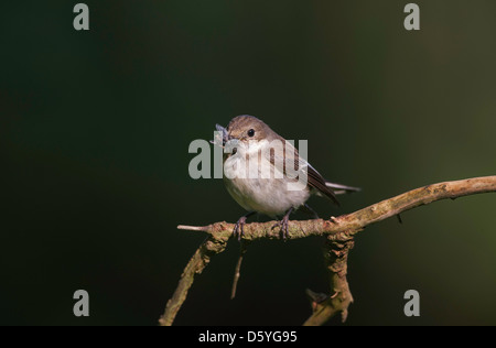 Ficedula hypoleuca - femmina Pied Flycatcher appollaiato su un ramo con un becco piena di insetti Foto Stock