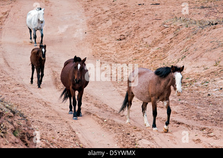 Cavalli selvaggi Canyon De Chelly Foto Stock